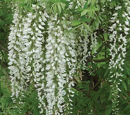 Wisteria, Glicynia chińska (Wisteria sinensis) 'Alba' - doniczka P9