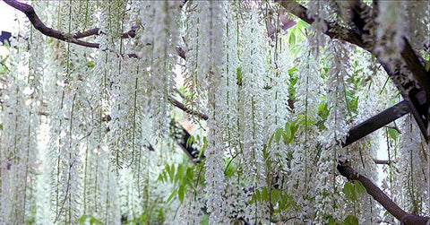 Wisteria, Glicynia chińska (Wisteria sinensis) 'Alba' - doniczka P9