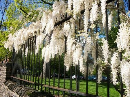 Wisteria, Glicynia chińska (Wisteria sinensis) 'Alba' - doniczka P9