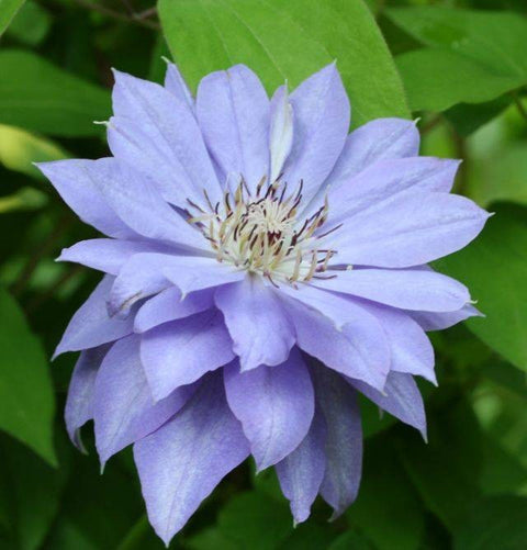 Powojnik (Clematis) Teshio - 1 sadzonka w doniczce