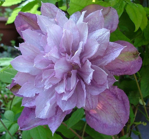 Powojnik (Clematis) wielkokwiatowy Proteus