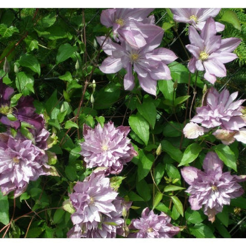 Powojnik (Clematis) wielkokwiatowy Proteus