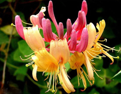 Wiciokrzew Heckrotta 'Goldflame'