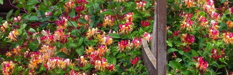 Wiciokrzew Heckrotta 'Goldflame'