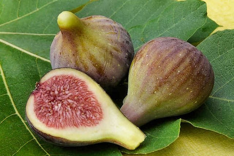 Figowiec właściwy (Ficus carica) Brown Turkey