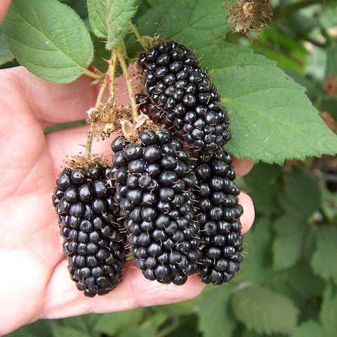 Jeżyna KARAKA BLACK