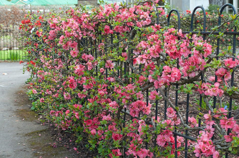 Pigwowiec japoński PINK LADY