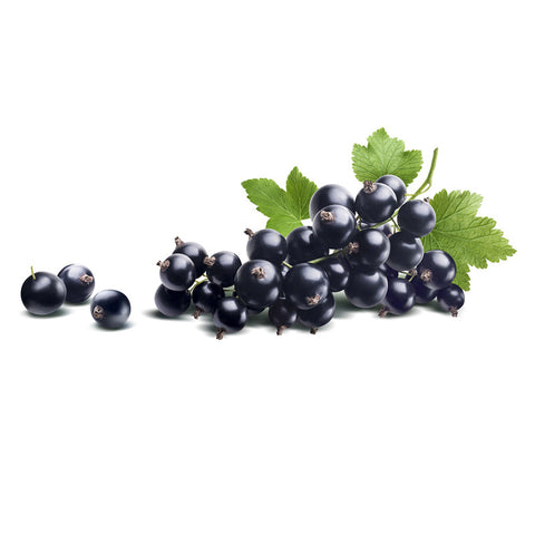 Porzeczka czarna Ben Connan (forma krzaczasta) 1 sadzonka w korzeniu