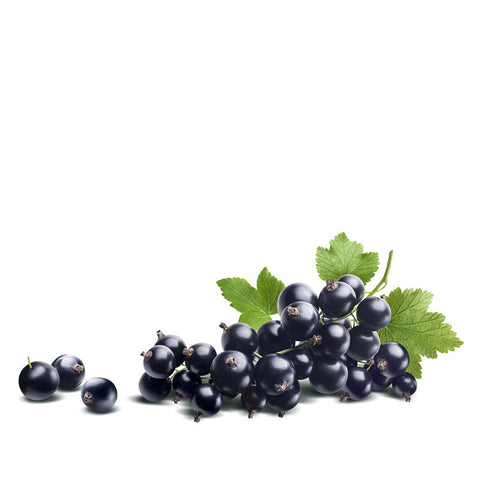 Porzeczka czarna Ben Connan (forma krzaczasta) 1 sadzonka w korzeniu