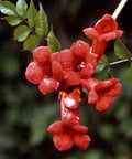 Milin amerykański (Campsis radicans) odm. Gabor