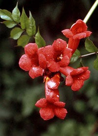 Milin amerykański (Campsis radicans) odm. Gabor