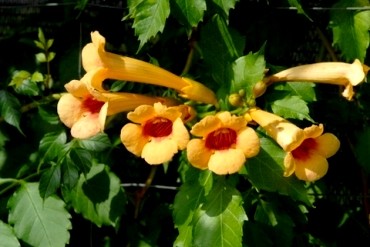 Milin amerykański (Campsis radicans) odm. Judy