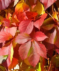 Winobluszcz pięciolistkowy (Parthenocissus quinquefolia) odm. Troki