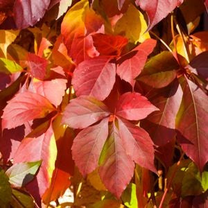 Winobluszcz pięciolistkowy (Parthenocissus quinquefolia) odm. Troki