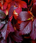 Winobluszcz pięciolistkowy (Parthenocissus quinquefolia) odm. Troki