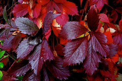 Winobluszcz pięciolistkowy (Parthenocissus quinquefolia) odm. Troki