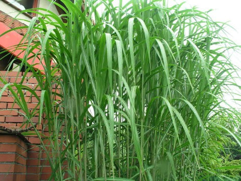 Miskant olbrzymi (Miscanthus giganteus) - 5 sadzonek (5 rhizomów)