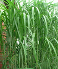 Miskant olbrzymi (Miscanthus giganteus)