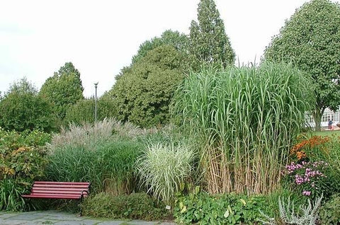 Miskant olbrzymi (Miscanthus giganteus) - 5 sadzonek (5 rhizomów)