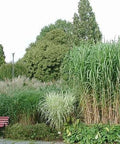 Miskant olbrzymi (Miscanthus giganteus)