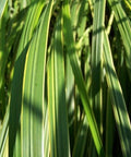 Miskant olbrzymi (Miscanthus giganteus)