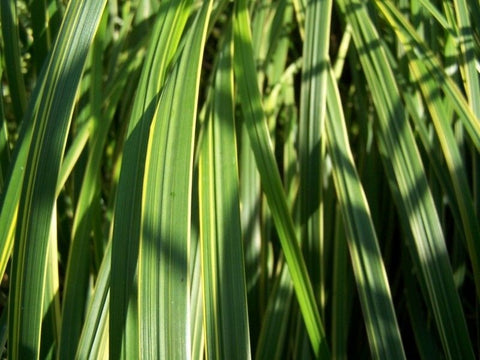 Miskant olbrzymi (Miscanthus giganteus)