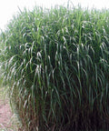 Miskant olbrzymi (Miscanthus giganteus)