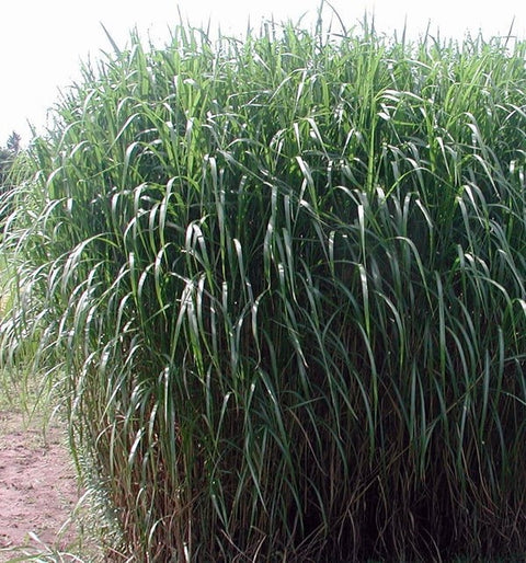 Miskant olbrzymi (Miscanthus giganteus)