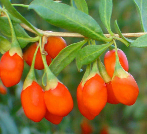 Jagoda Goji (Lycium barbarum) - 1 sadzonka w doniczce