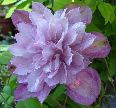 Powojnik (Clematis) wielkokwiatowy 'Proteus'