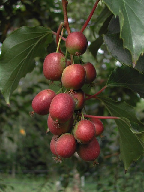 Kiwi (aktinidia) Purpurna Sadowa - 2 doniczki