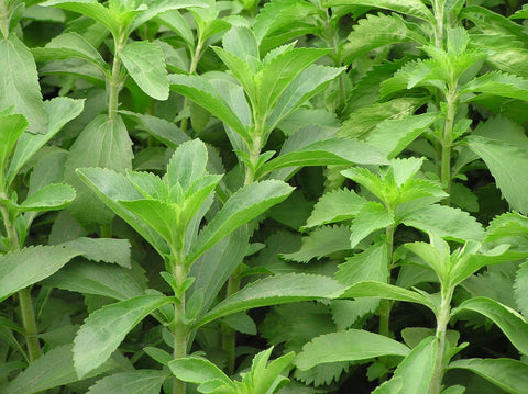 Stevia - Naturalny Słodzik