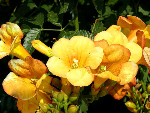 Milin amerykański (Campsis radicans) odm. Flava