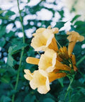 Milin amerykański (Campsis radicans) odm. Flava