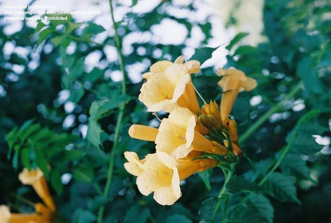 Milin amerykański (Campsis radicans) odm. Flava