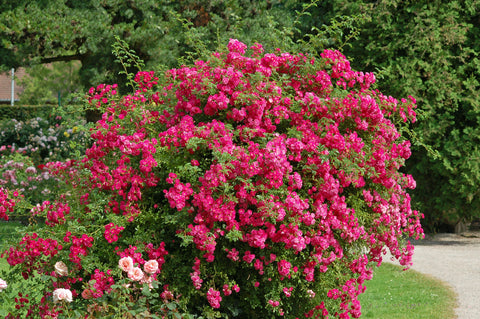 Róża Rosarium Uetersen - pnąca