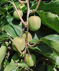 Kiwi (aktinidia) ISSAI - 1 doniczka