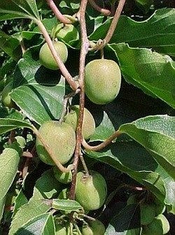 Kiwi (aktinidia) ISSAI - 1 doniczka