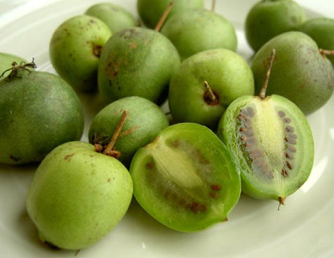 Kiwi (aktinidia) ISSAI - 1 doniczka