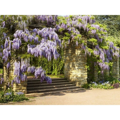 Glicynia, wisteria chińska, fioletowa