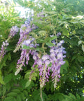 Glicynia, wisteria chińska, fioletowa