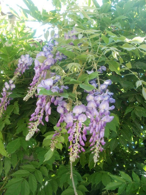 Glicynia, wisteria chińska, fioletowa