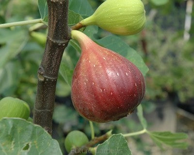 Figowiec właściwy (Ficus carica) 'Brown Turkey'