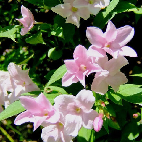 Jaśmin Stefana (Jasminum Stephanense)