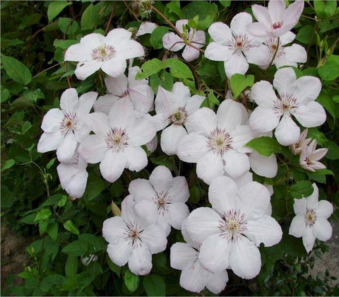 Powojnik (Clematis) wielkokwiatowy 'Jan Paweł II'