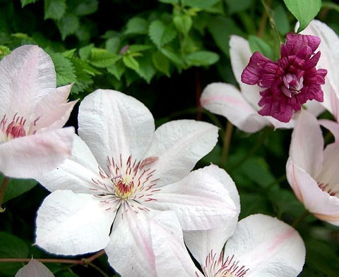 Powojnik (Clematis) wielkokwiatowy 'Jan Paweł II'