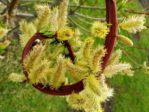 Wierzba sachalińska (Salix udensis) 'Sekka'