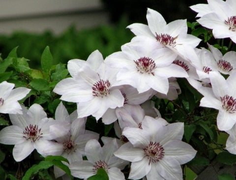 Powojnik (Clematis) wielkokwiatowy 'Montana Rubens'