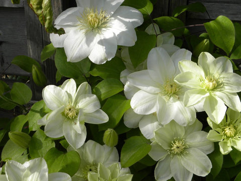 Powojnik (Clematis) wielkokwiatowy "Guernsey Cream"