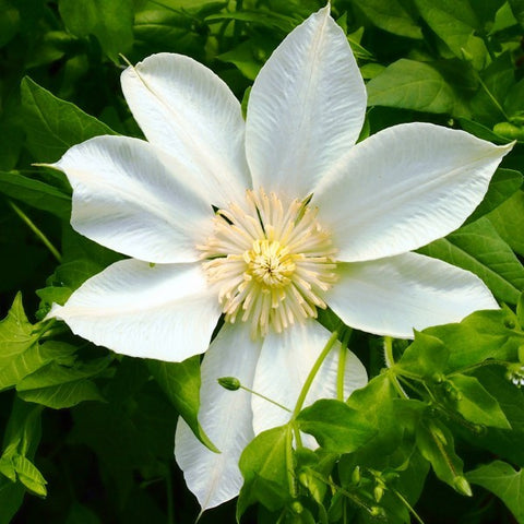 Powojnik (Clematis) wielkokwiatowy "Guernsey Cream"